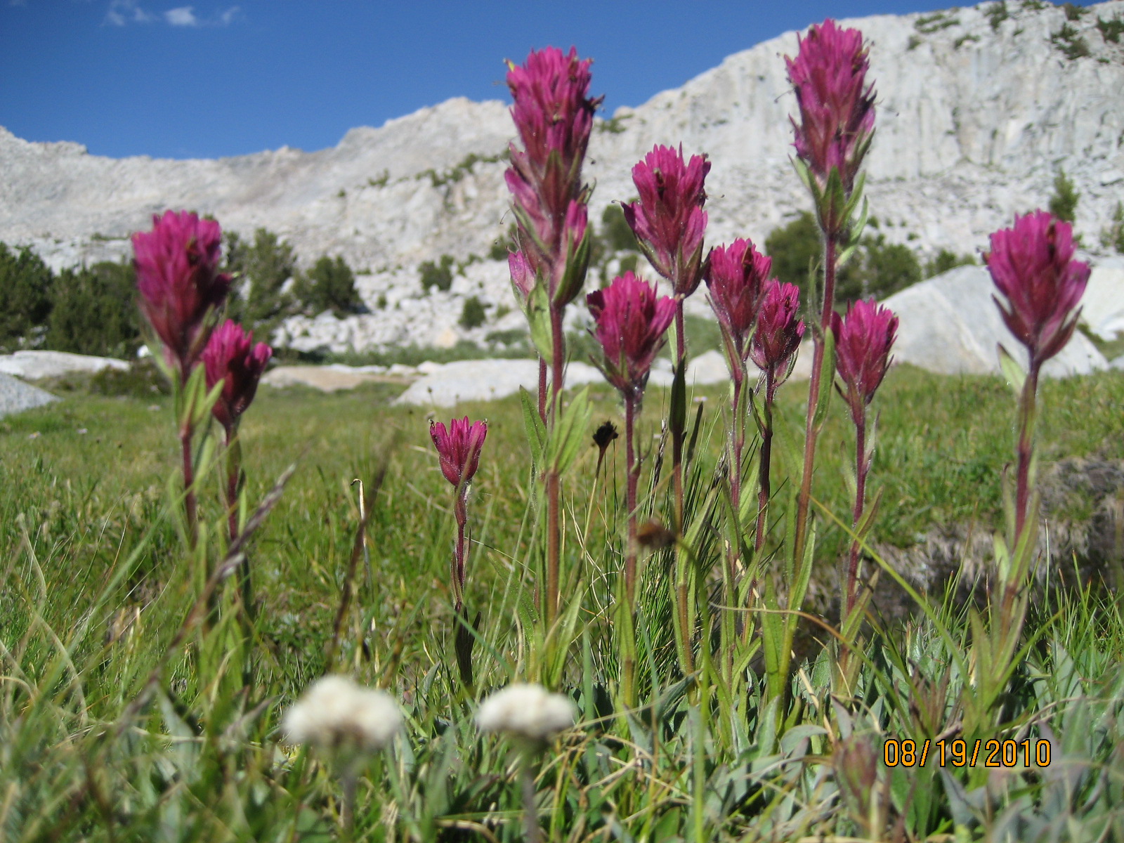 owls clover